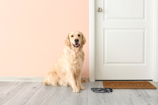 Cute Labrador Dog With Lead In Hall