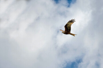 eagle in flight