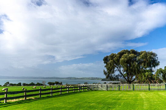 Churchill Island Paddock