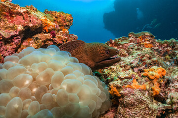 Moray eel hiding in bubble coral