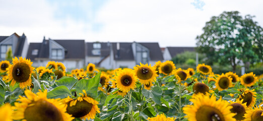 Wunderschöne Sonnenblumen vor modernen Häusern