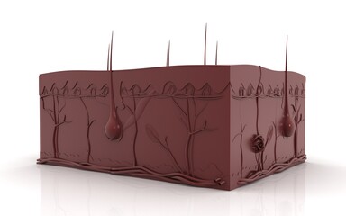 Human skin. Layered epidermis with hair follicle, sweat and sebaceous glands. Healthy skin anatomy medical vector 3d illustration