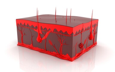 Human skin. Layered epidermis with hair follicle, sweat and sebaceous glands. Healthy skin anatomy medical vector 3d illustration