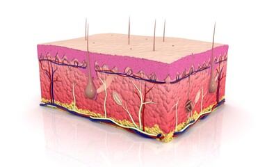 Human skin. Layered epidermis with hair follicle, sweat and sebaceous glands. Healthy skin anatomy medical vector 3d illustration - obrazy, fototapety, plakaty