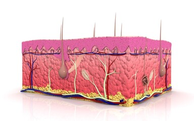 Human skin. Layered epidermis with hair follicle, sweat and sebaceous glands. Healthy skin anatomy medical vector 3d illustration
