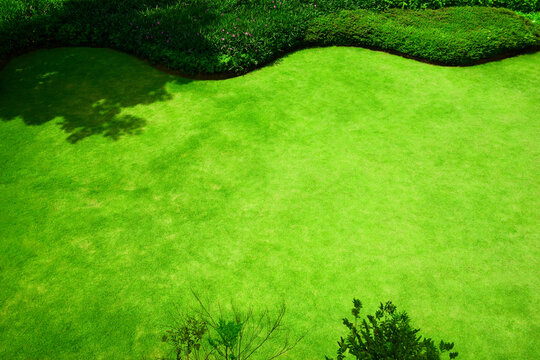 Green grass lawn with bush and tree in outdoor backyard garden