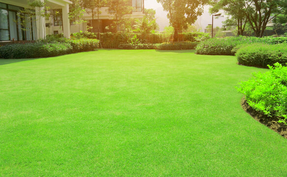 Green grass lawn in backyard outdoor garden 