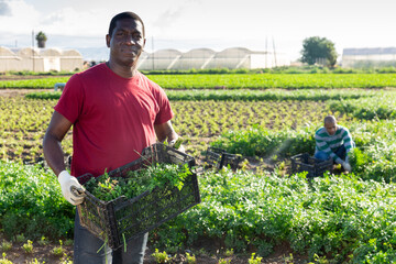 Young adult african american male seasonal worker carrying box with picked parsley on farm