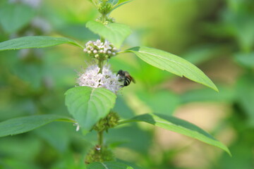Obraz premium European pennyroyal flowers blooming and leaves with insect catching in nature. Another name is Pennyroyal, Pudding grass.