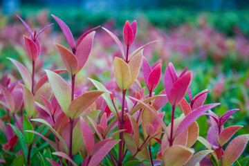 Australian brush cherry plant in the garden