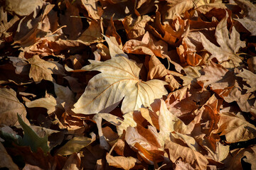 Fallen dry plane tree leaves in Autumn. Background texture. Selective focus. Close-up.