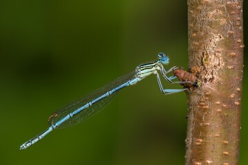 White legged damselfly male, sitting on a twig. Waiting for prey. Side view, closeup. Genus species Platycnemis pennipes. 