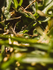 Ant amongst the grass