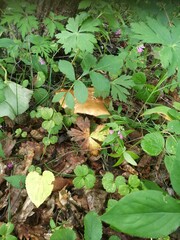 mushroom in the forest