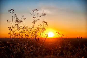 blurred flowers in the rays of the dawn sun. Beautiful sunrise