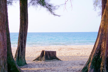 Casuarina on the white sand beach on the blue sea background
