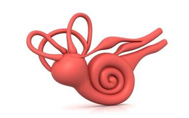 3D illustration of inner ear . Cochlea in color background
