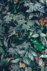 Beautiful nature background of vertical garden with tropical green leaf	
