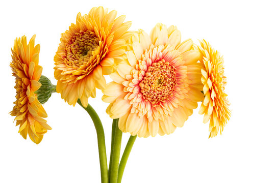 gerbera pomponi isolated