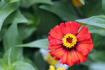 Red-Orange beautiful zinnia flower with natural green bokeh leaves flowers bouquet background in...