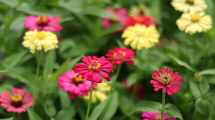 Multicolor beautiful zinnia flower with natural green bokeh leaves flowers bouquet background in the morning spring time, the botanical garden, plants of the sunflower tribe within the daisy family.