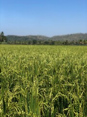 green rice field