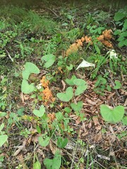 Obraz premium autumn leaves in the forest