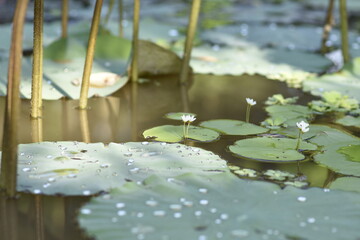 water lily in the pond