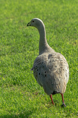 Cape Barren Moving vert