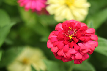 Fototapeta premium Red and Yellow beautiful zinnia flower with natural green bokeh leaves flower bouquet background in the morning spring time, the botanical garden, plant of the sunflower tribe within the daisy family.
