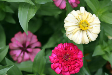 Fototapeta premium Red yellow beautiful zinnia flower with natural green bokeh leaves flowers bouquet background in the morning spring time, the botanical garden, plants of the sunflower tribe within the daisy family.