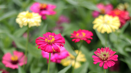 Colorful beautiful zinnia flower with natural green bokeh leaves flowers bouquet background in the morning spring time, the botanical garden, plants of the sunflower tribe within the daisy family.