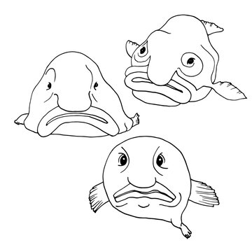 Blobfish Images – Browse 235 Stock Photos, Vectors, and Video