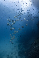 school of fish batfish underwater