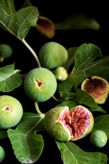 Feigenernte, grüne feigen mit blättern an einem ast vor schwarzen hintergrund