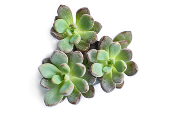 Succulent on white background (Sedum) - isolated