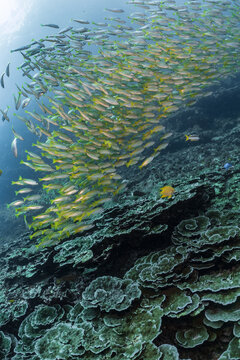 School Of Fish Yellow Snapper On Coral Reef