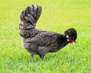 Polish Bantam Chicken