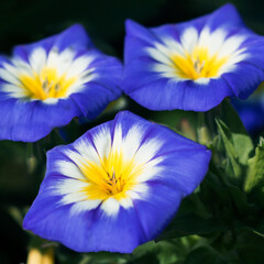 Convolvulus Tricolor flower also known as morning glory or bindweed, close - up view