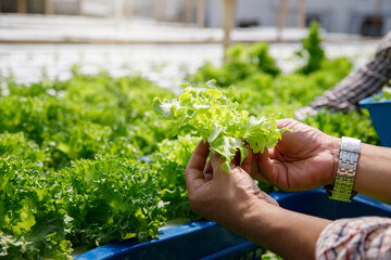 Farmer harvest organic hydroponic green oak lettuce in plant nursery farm.