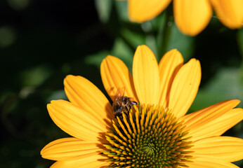 Flowers of  Echinacea - an herb stimulating the immune system