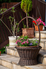 Fototapeta na wymiar Petunias in a wicker basket on the stone steps of the terrace