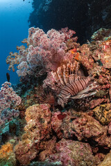Lionfish on coral reef scuba diving