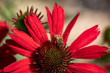 Flowers of  Echinacea - an herb stimulating the immune system