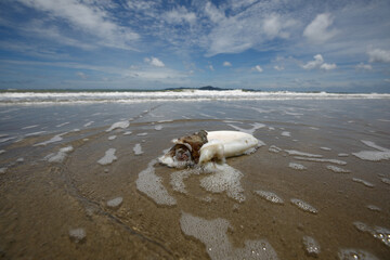 Dead squid washed up on the beach
