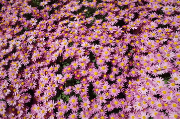 Light Pink Flowers of Chrysanthemum 'Kengai Style' in Full Bloom
