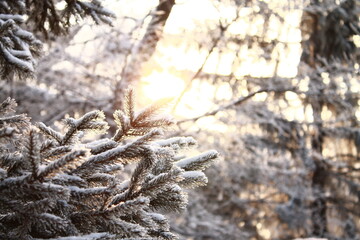 branches in the snow