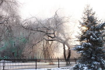 winter tree in the fog