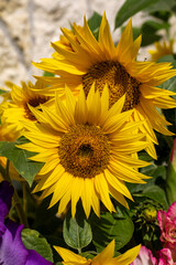 Blooming sunflowers against the background of a limestone wall