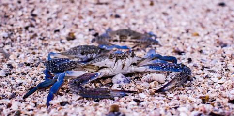 Fresh blue swimming crab or caught flower crab walking on the beach. This crab can be seen every season in the seaside town in Thailand.
